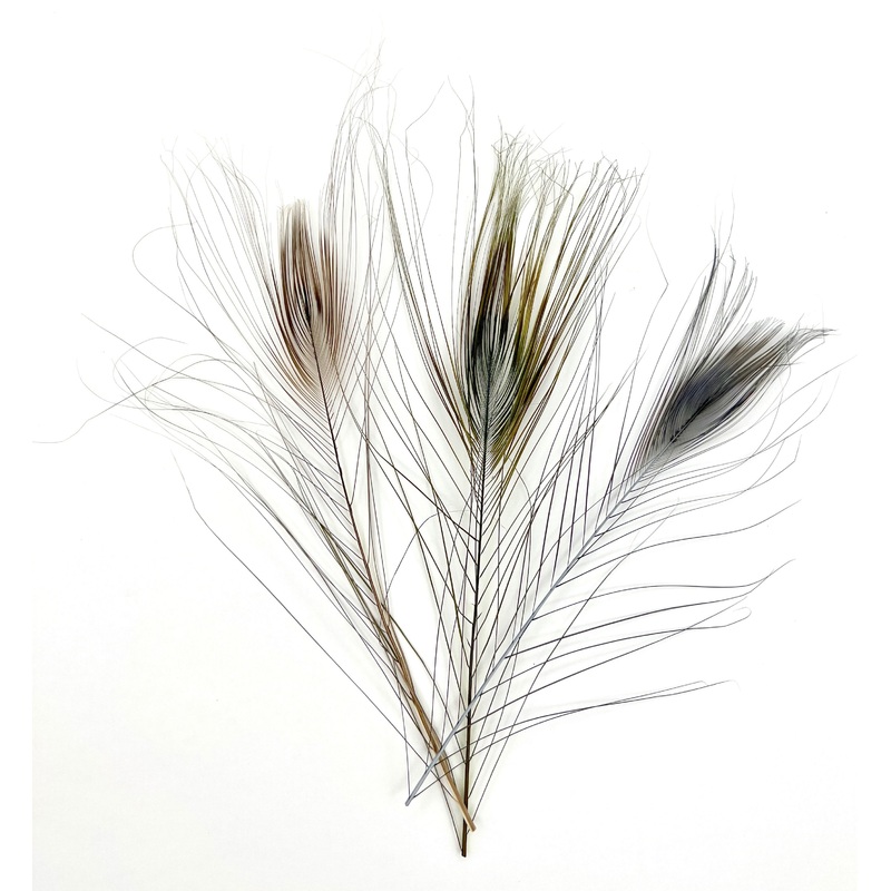Stripped Peacock Feathers|Natural|Dun|Olive
