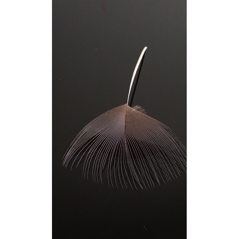 Blue Eared Pheasant Spey Hackle