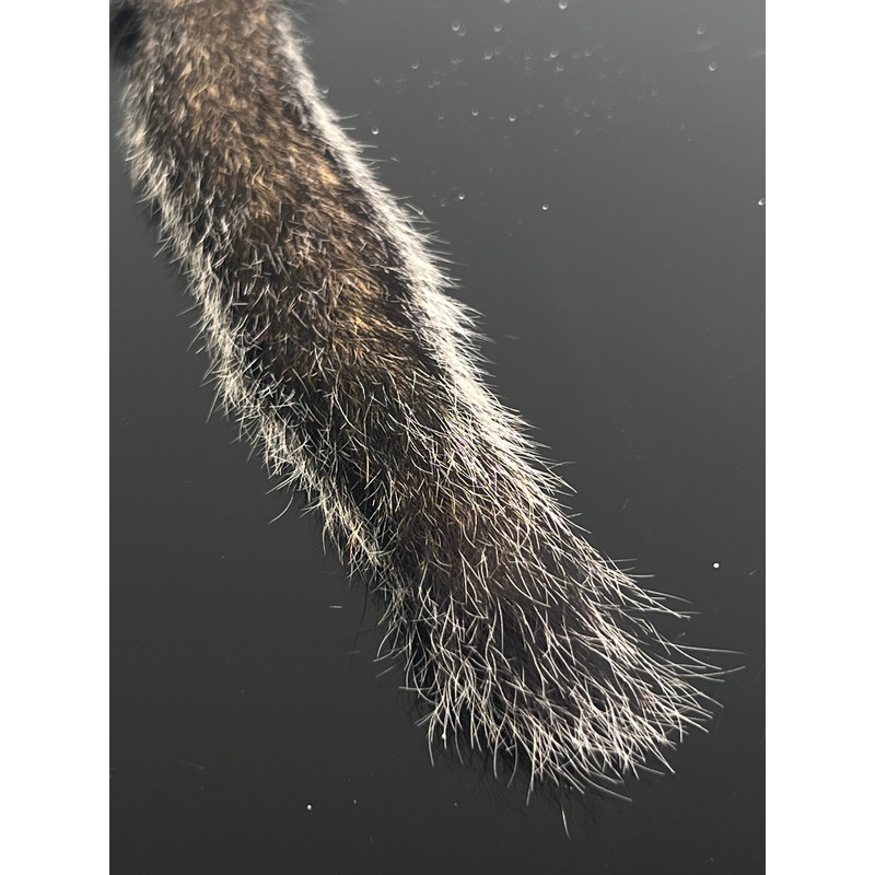 Squirrel Tail|Natural Pine|Fl. Blue|Green|Olive|Purple|Black|Natural Fox|Natural Gray|Fl. Chartreuse|Yellow|Orange|Red|Hot Pink