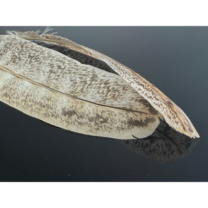 Turkey Wing Quill||3 Mottled Oak