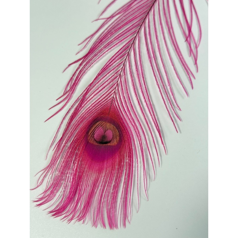 Bleached Dyed Peacock Eyes|Green|Violet|Kingfisher Blue|Royal Blue|Purple|Natural|Black|Hot Orange|Peach|Pink|Hot Pink|Red