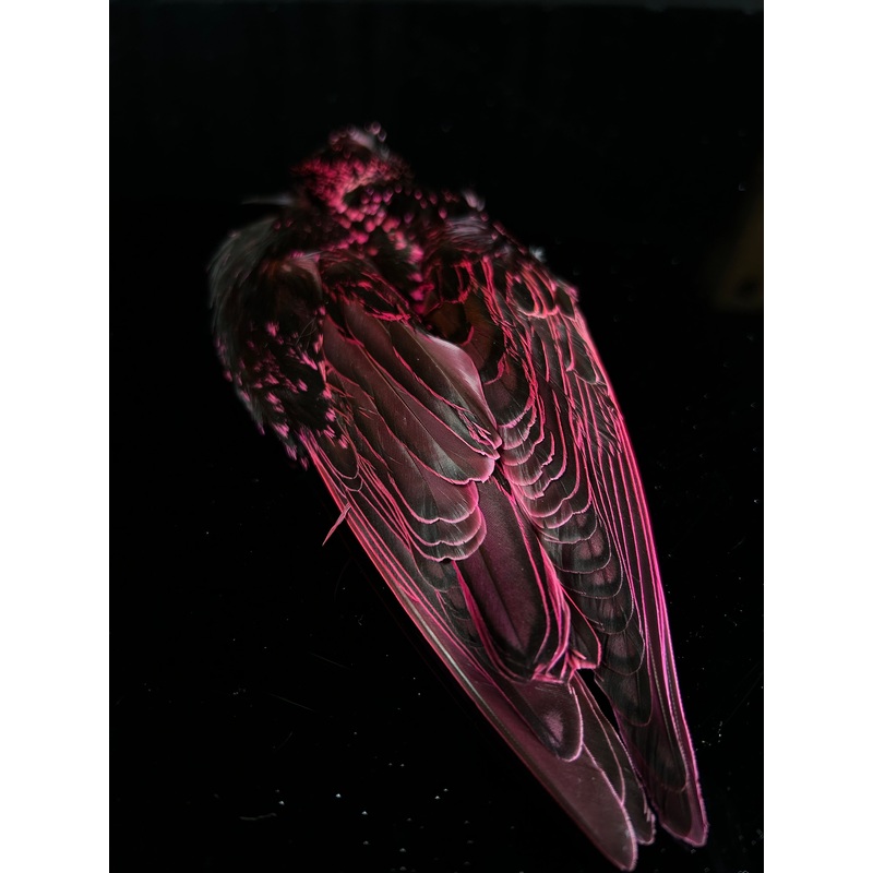 Fish Hunter Starling Skin #1|Hot Pink|Chartreuse