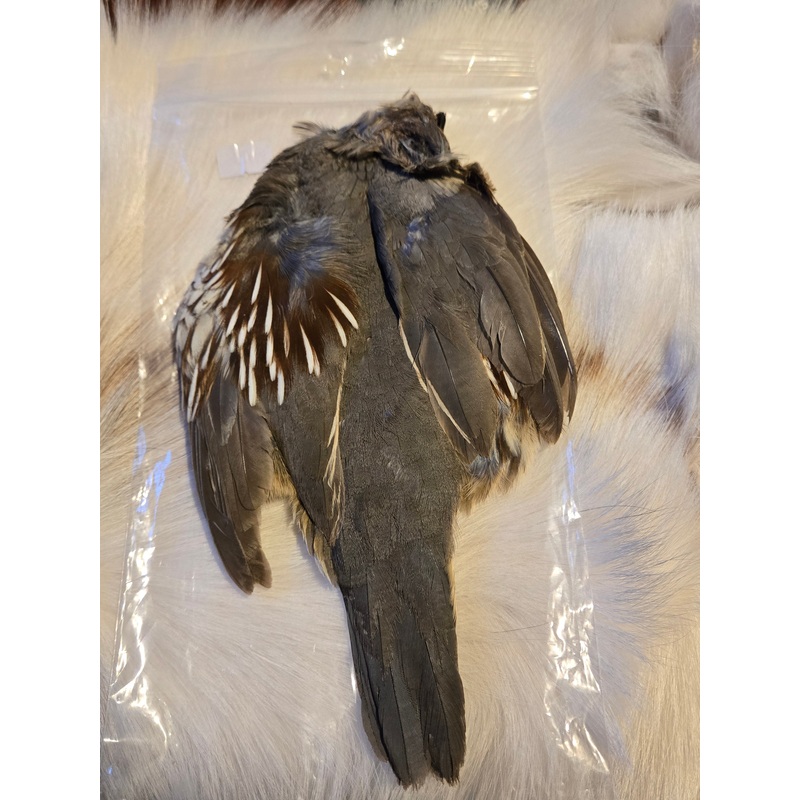 Gambal Quail Skin #1 quality|Natural 1|Natural 2
