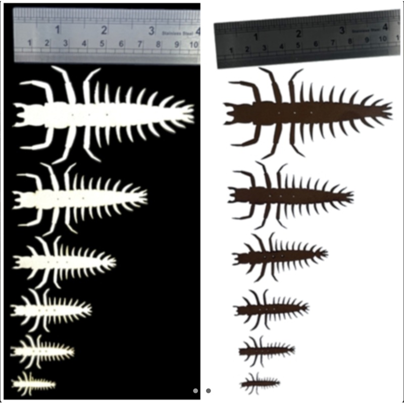 ABC Hellgrammite Nymph|25mm|35mm|45mm|55mm|75mm|100mm|Natural|Brown