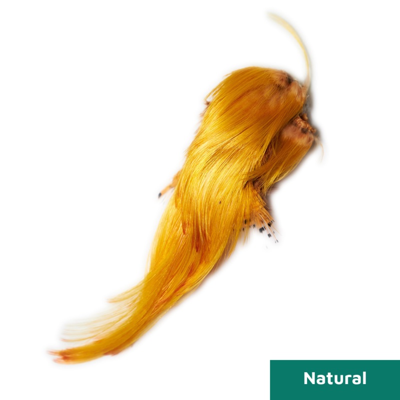 Golden Pheasant Crest|Natural|Hot Orange|Red|Black