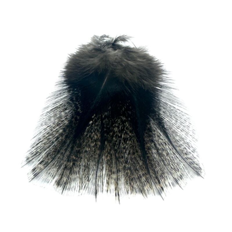 Fasna Coq de Leon|corzuno oscuro|corzuno medio