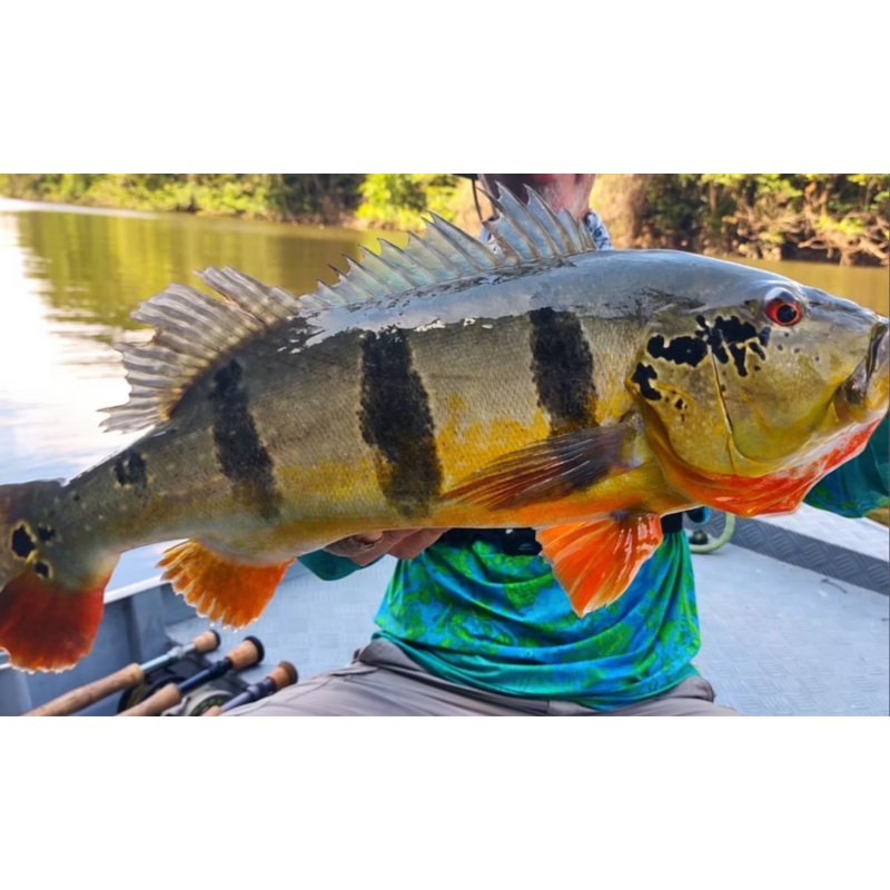 Brazil, Amazon peacock bass.  February 2026