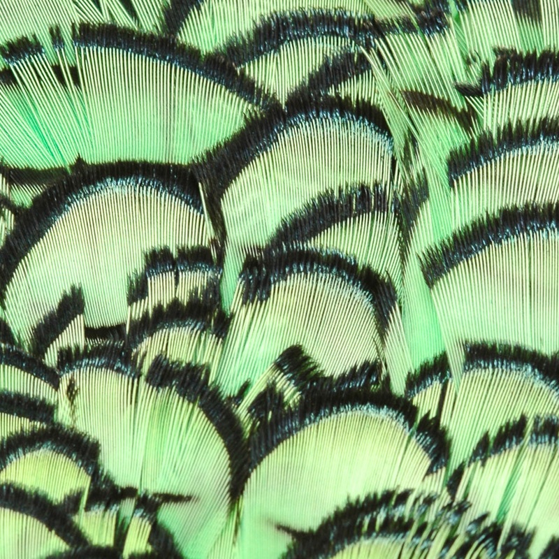 Lady Amherst Pheasant Neck|Lime Green|Highlander Green|Kingfisher Blue|Purple|Red|Orange|Yellow|Natural|Black