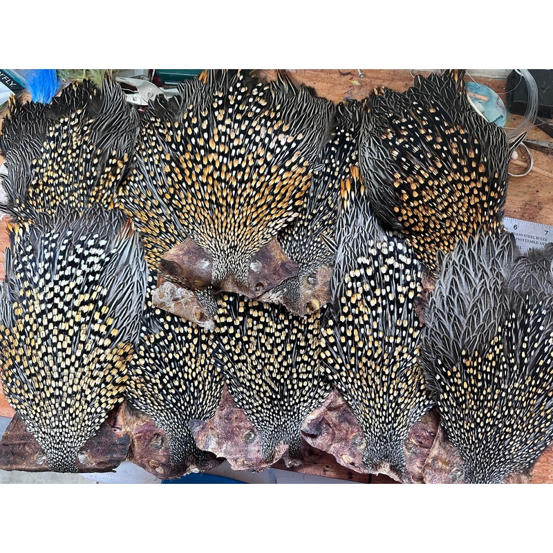 Jungle Cock Cape|Supers|Grade A|Grade B|Pink Grade A|Pink Grade B|Orange Grade A|Orange Grade B|Silver Doc Blue Grade A|Silver Doc Blue Grade B|Chartreuse Grade A