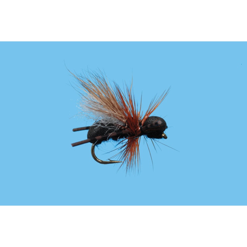 CFO Ant (6-pack)|Black|Red||14||16