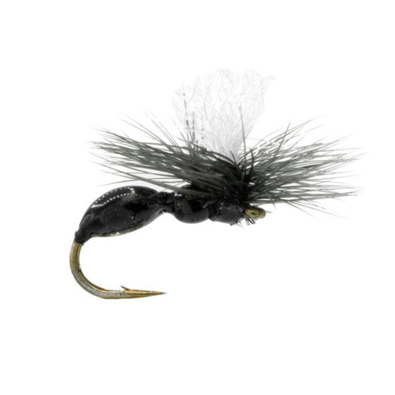 Iwane’s Last Gasp Ant|Black|Rust|14|16|18