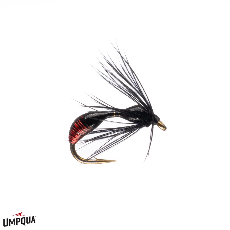 Red-Ass Ant, Deal’s|Black|Honey