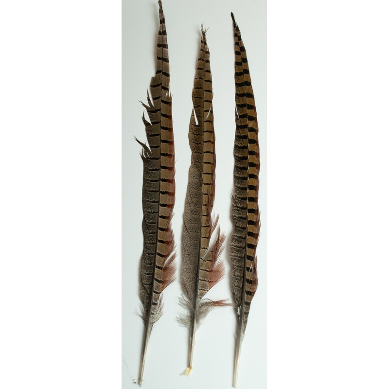Natures Spirit Ringneck Pheasant Side Tails