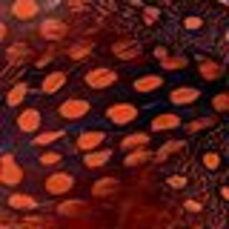 Wapsi Guinea Body Strung Feathers