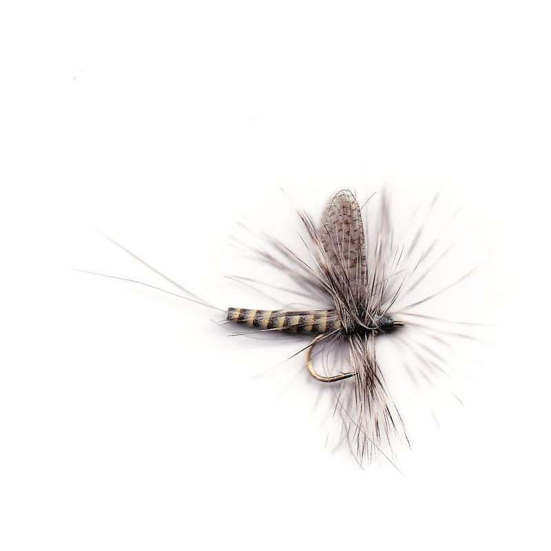 Vania | Bl Quill|18|16|14