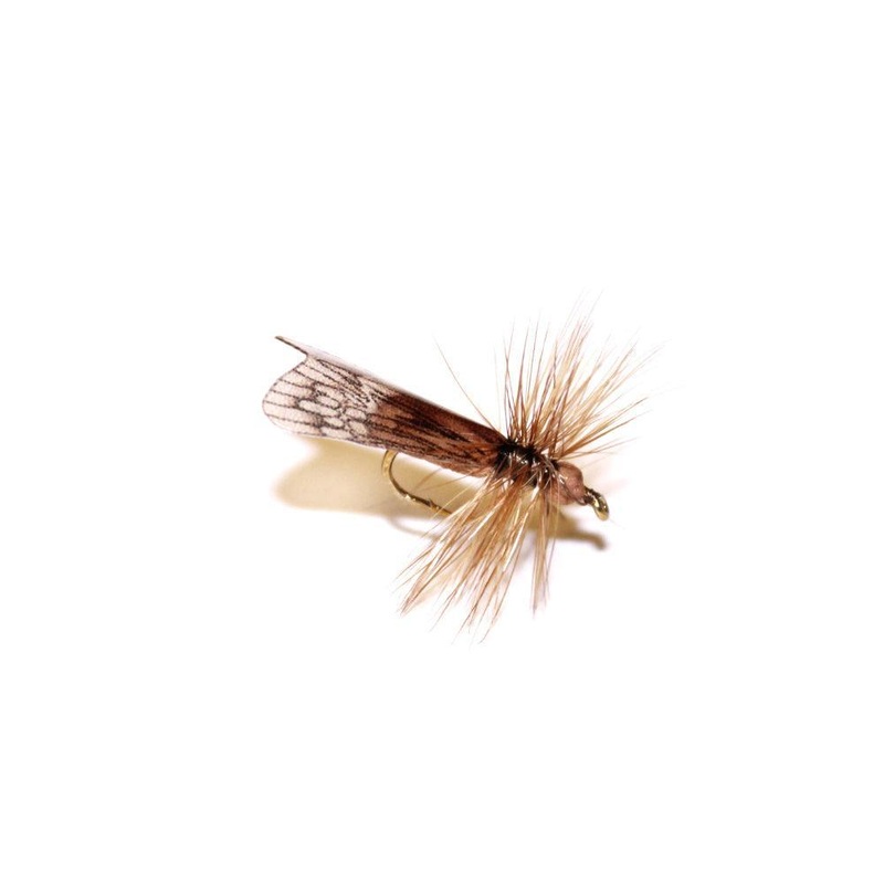 Vania | Brown Caddis|10|12