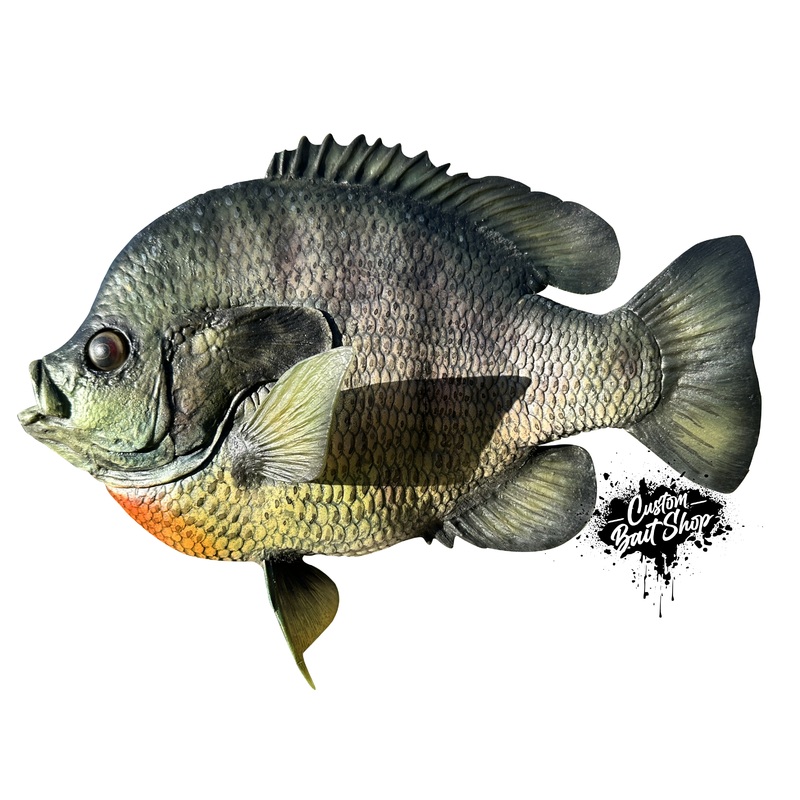 Blue Gill Replica 1lb 13oz